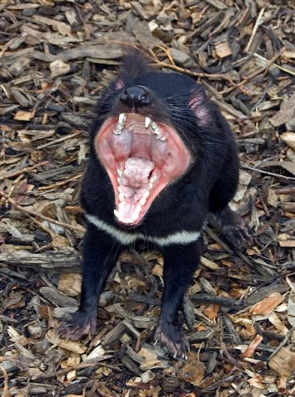 Tasmanian Devil ( Tassie Devil ) Pink Lady