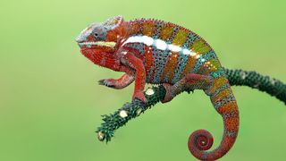 Panther Chameleon