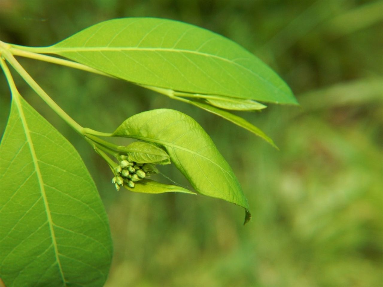 Hemp Dogbane Weeds