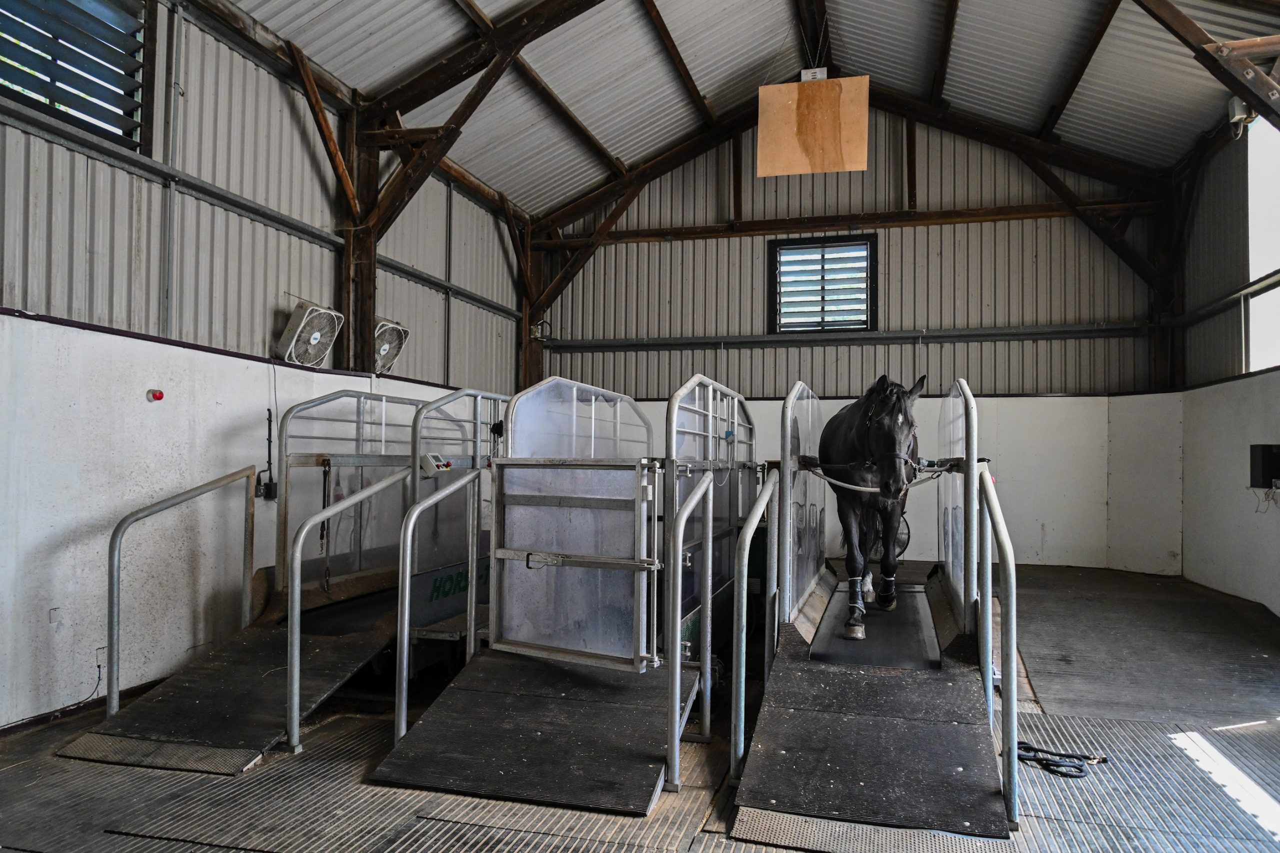 On the treadmill at Tim Gredley's stable complex