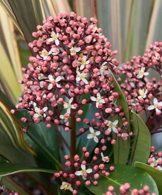 flowering skimmia 'rubella' in container garden in the fall