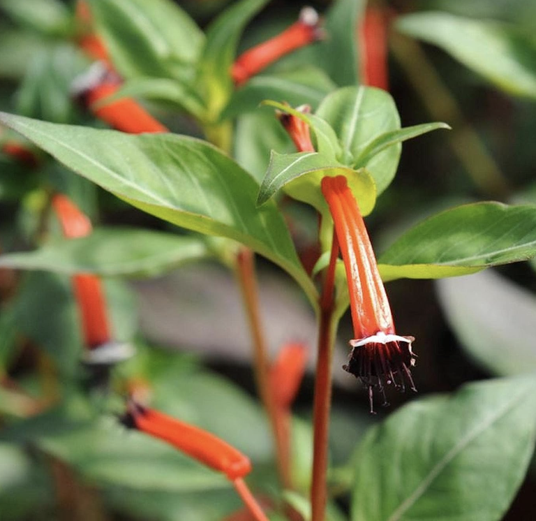 10 best flowers for hummingbirds beautiful blooms Livingetc