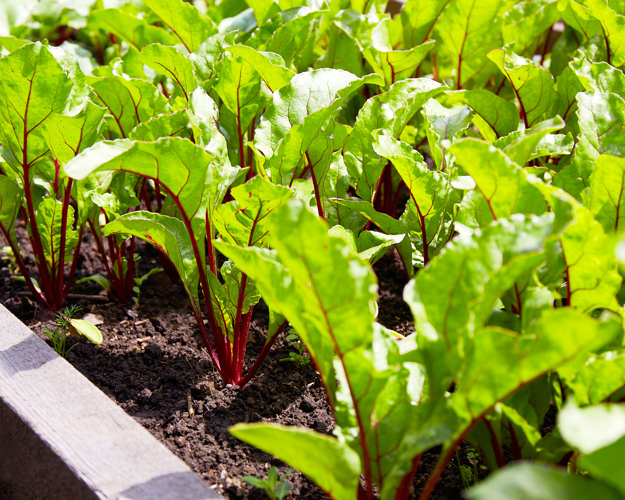 A raised bed of young beet sprouts growing in an organic vegetable garden