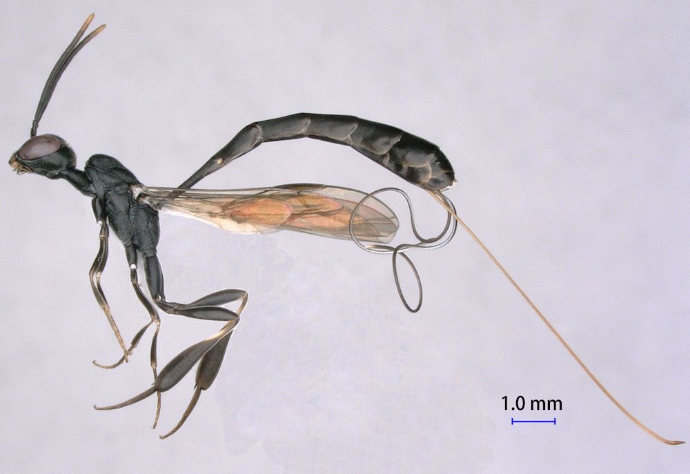 G. pannuceum Wasp Species