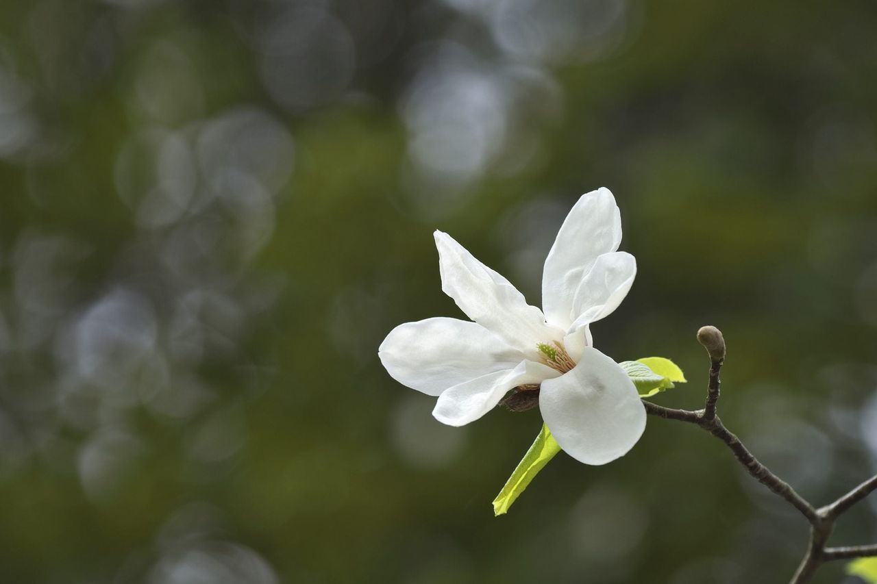 zone 4 magnolia