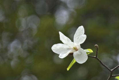 zone 4 magnolia