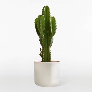 Cactus in white plant pot on white background.