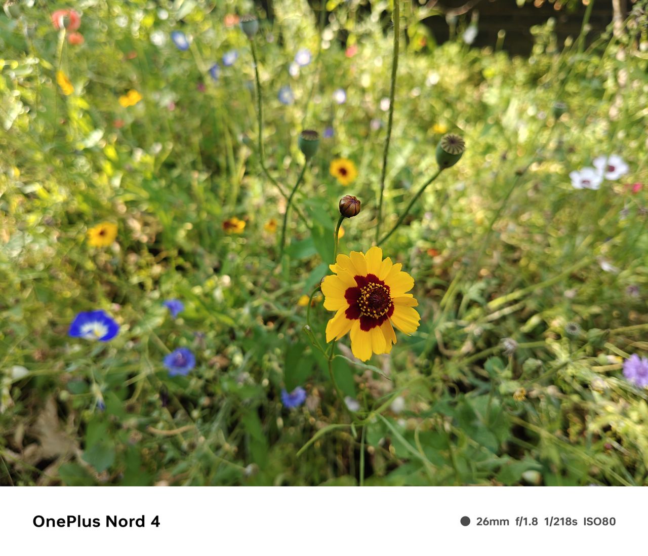 A photo captured on the OnePlus Nord 4
