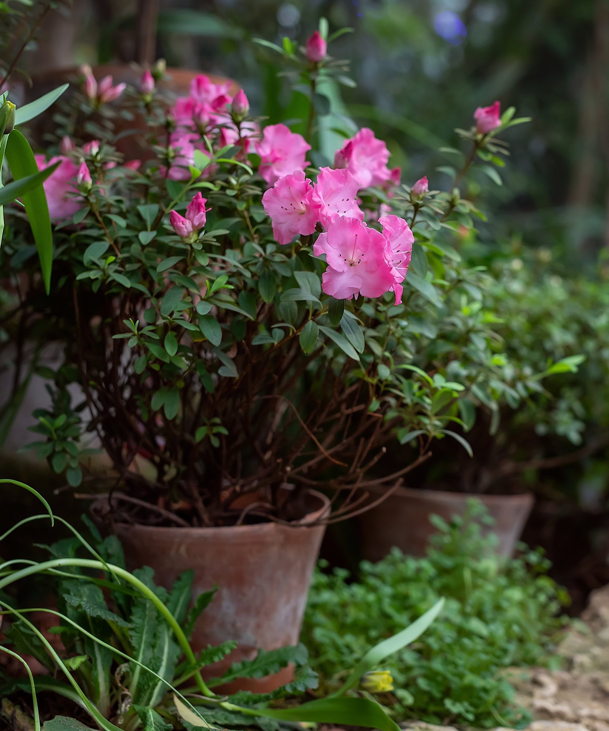 A flowering pink azalea in a clay pot in a garden