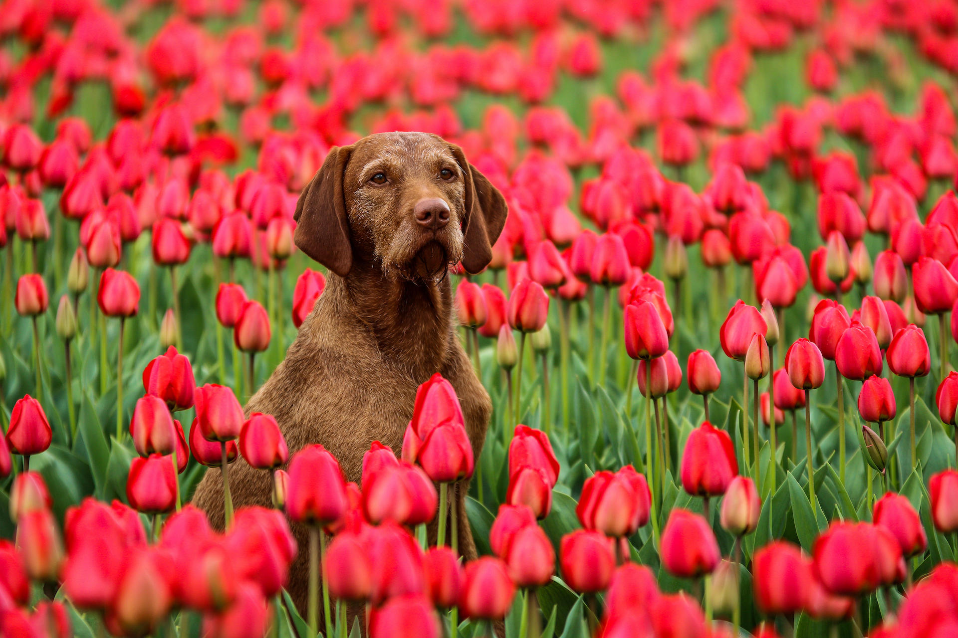 Dog in field of tulip