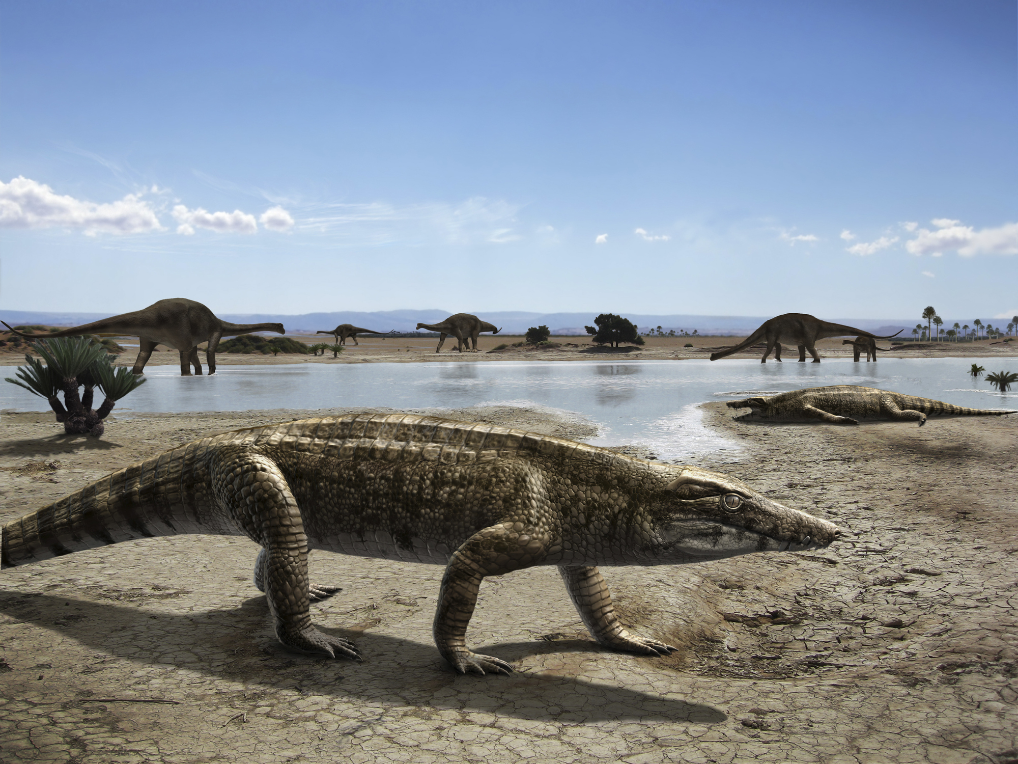 Archosaurs like this Uberabasuchus are the ancestors of modern crocodiles. They lived alongside dinosaurs, but are not dinosaurs themselves.