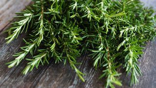 rosemary cuttings