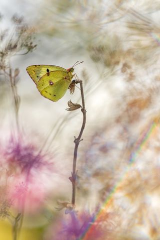 A pale clouded yellow butterfly in a September meadow in Austria
