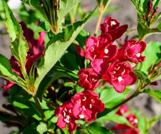 Weigela shrub with red blooms