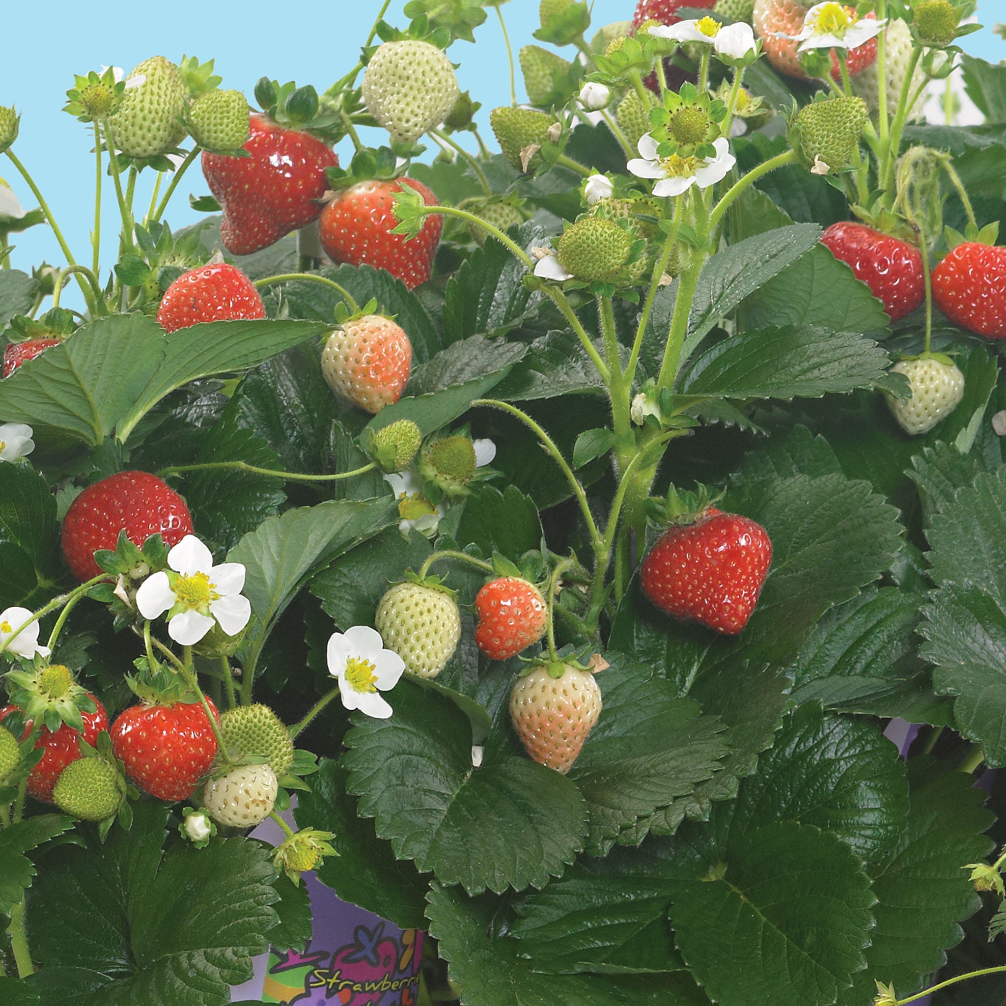 Delizz Strawberry Plant