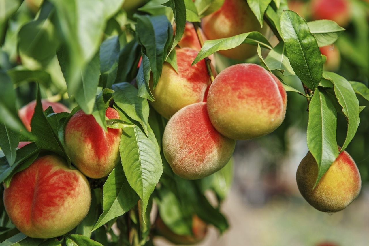 Peach Tree Full Of Fruits