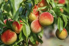 Peach Tree Full Of Fruits