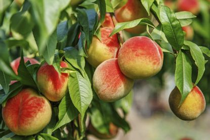 Peach Tree Full Of Fruits