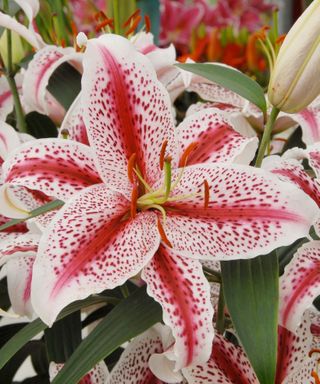 oriental lily tiger woods