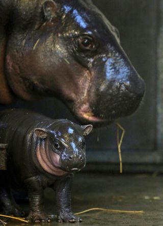 Two hippopotami