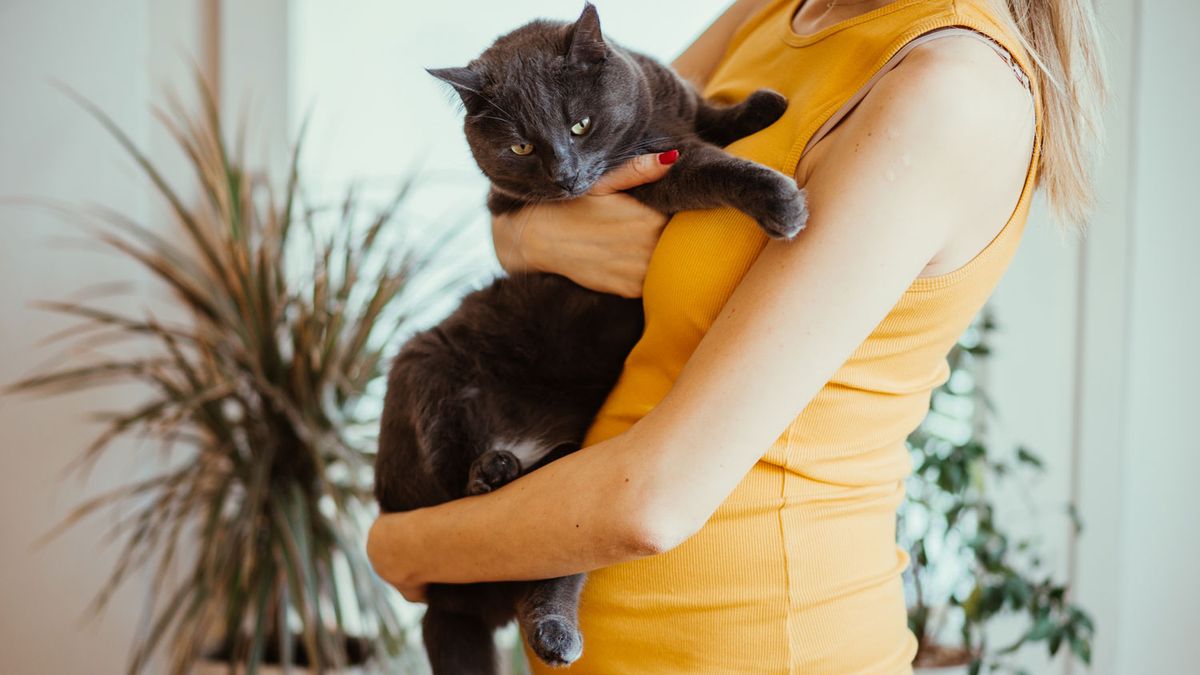 Pregnant women and cat litter what are the dangers? PetsRadar