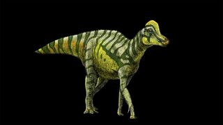 An illustration of a juvenile hadrosaur.