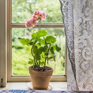 A pale pink geranium sitting on the windowsill of a farmhouse, lace curtain visible