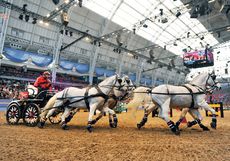 Carriage-driving-Love-Olmypia.jpg