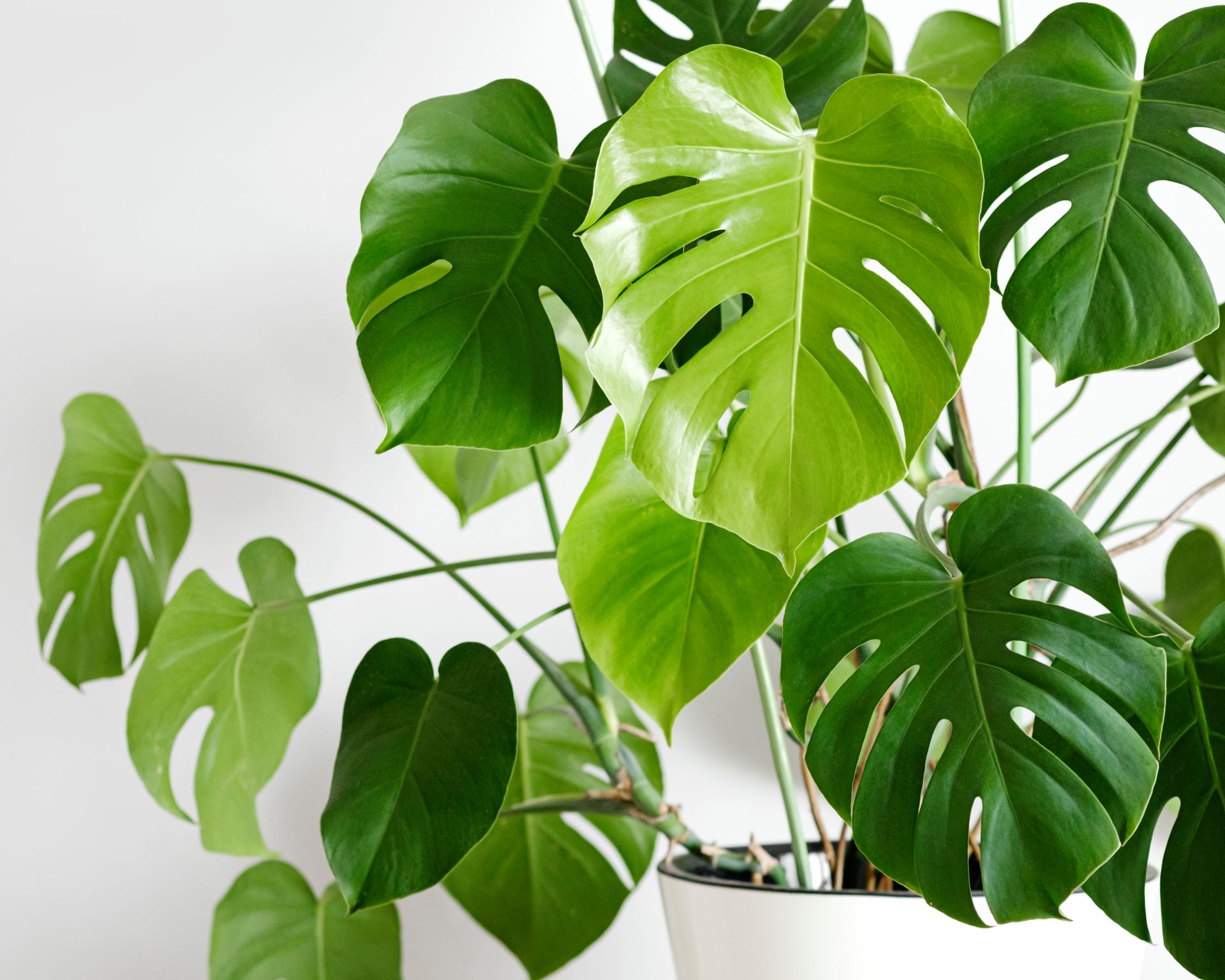 monstera leaves against white wall