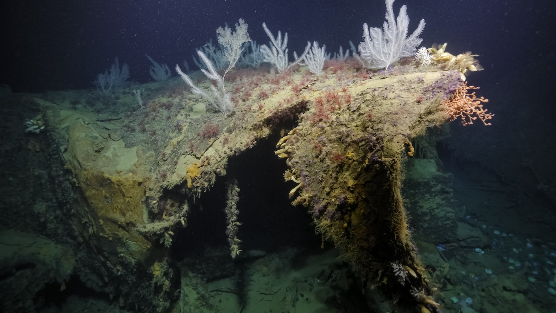 a photo of corals, anemones, and other sea creatures growing on the wreckage of the ship