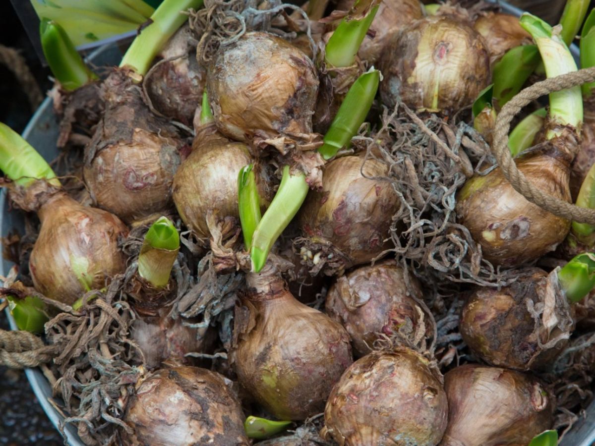 Tips On Storing Bulbs That Have Already Sprouted Gardening Know How