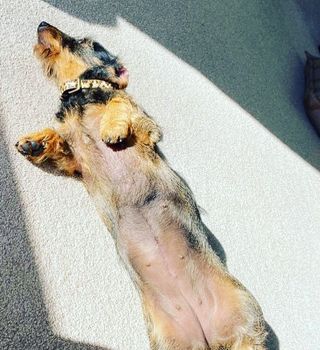 dog sunbathing