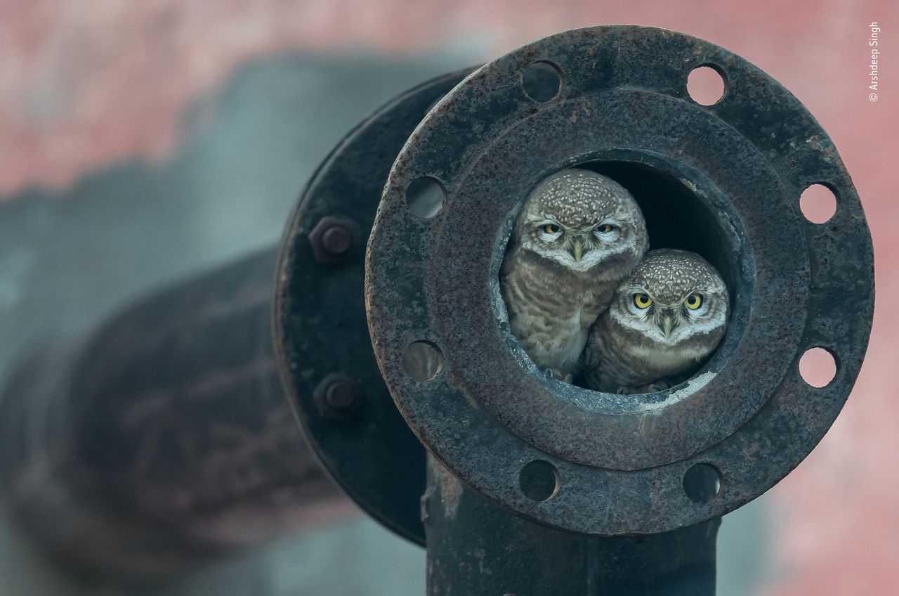 Pipe owls by Arshdeep Singh, India Winner 2018, 10 Years and Under