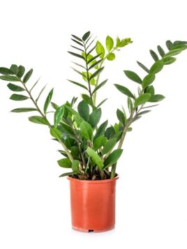 ZZ Plant Care Instructions: How To Grow ZZ Plants | Gardening Know How