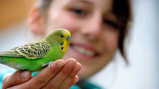 Yellow and green bird being held