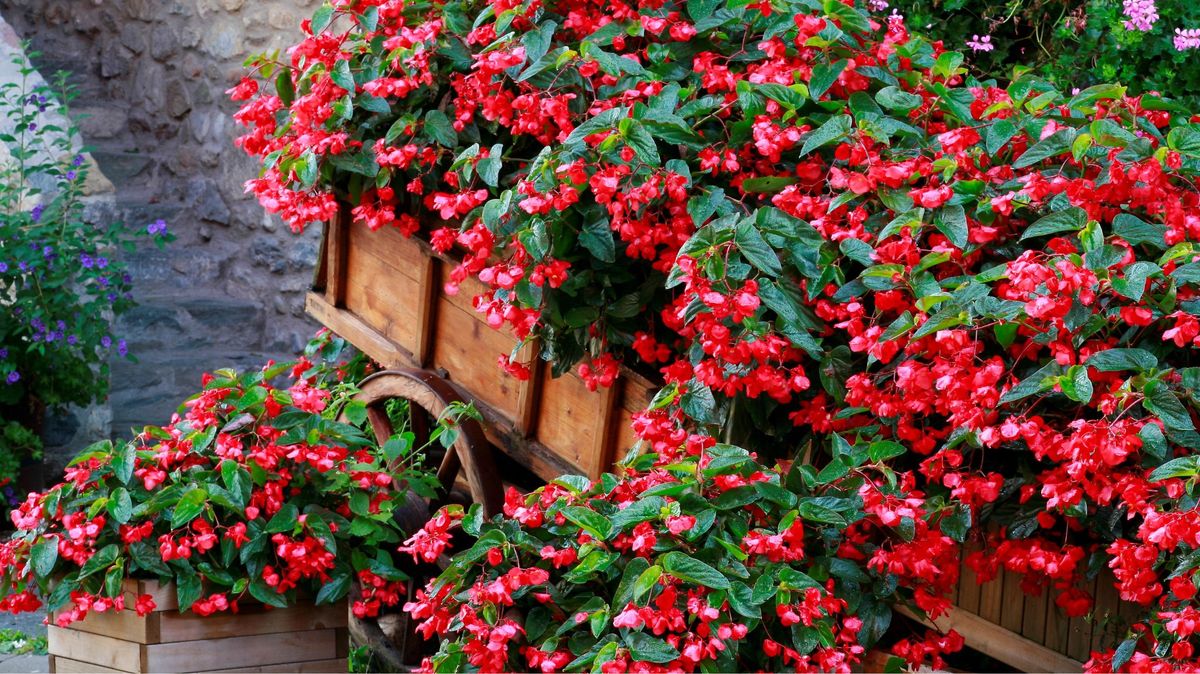 Les jardiniers adorent ces 10 idées de plantation d'accompagnement pour les bégonias : « Ils profiteront à vos fleurs ! »