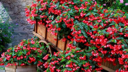 red begonias in garden