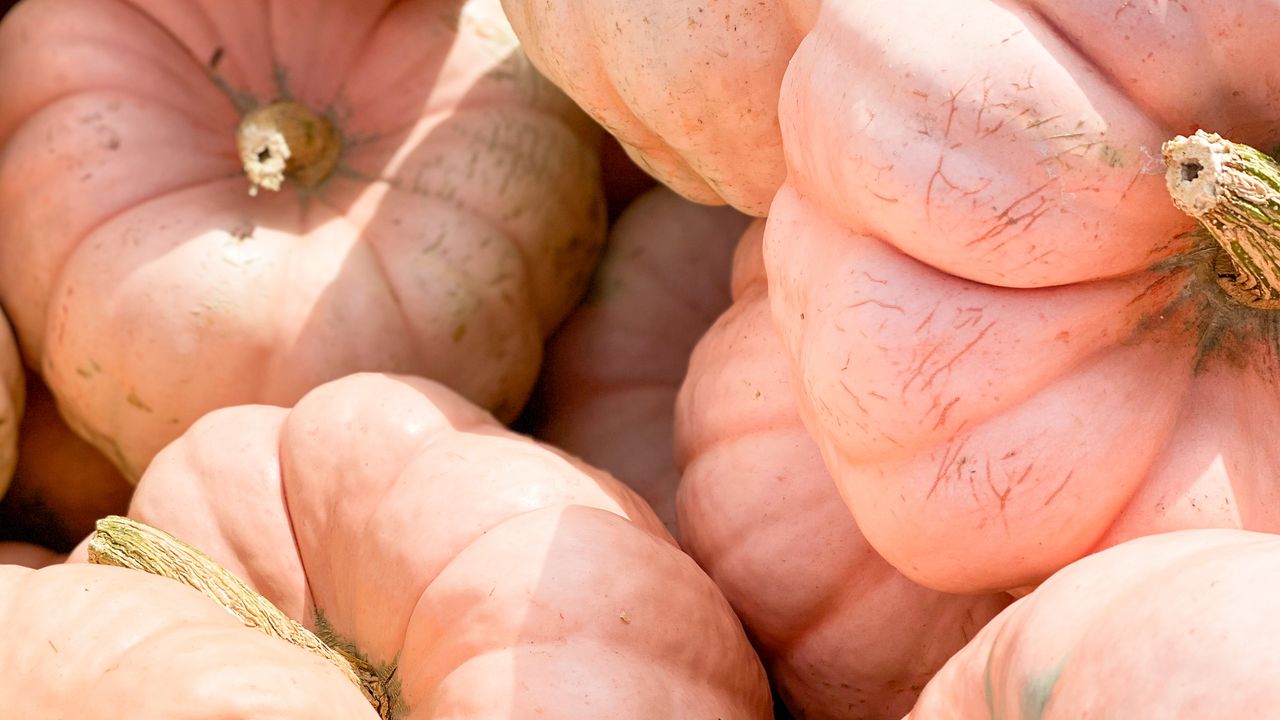 Pink &#039;Porcelain Doll&#039; pumpkins