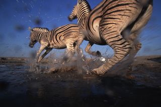 Zebras forge a stream in Africa.
