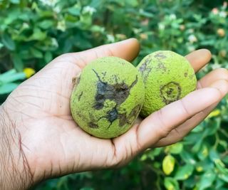 Holding a pair of black walnuts in a hand