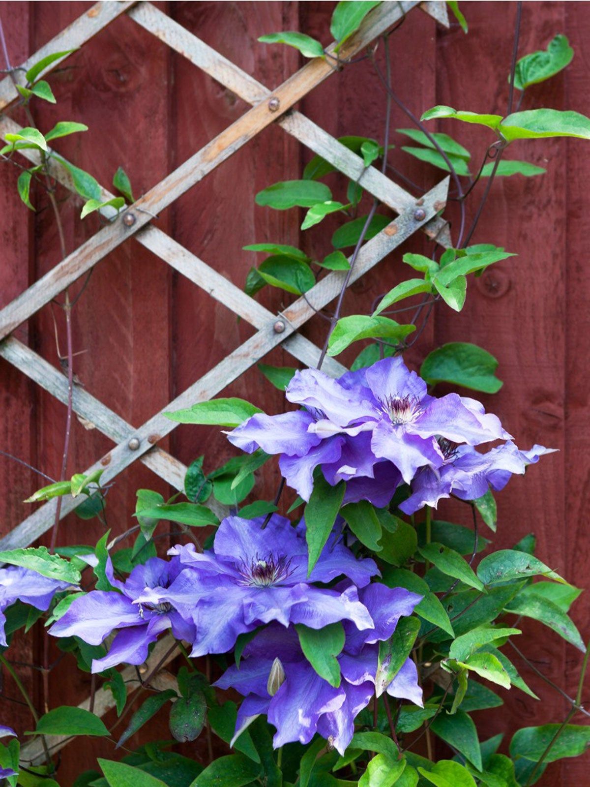 Purple Flowered Vines