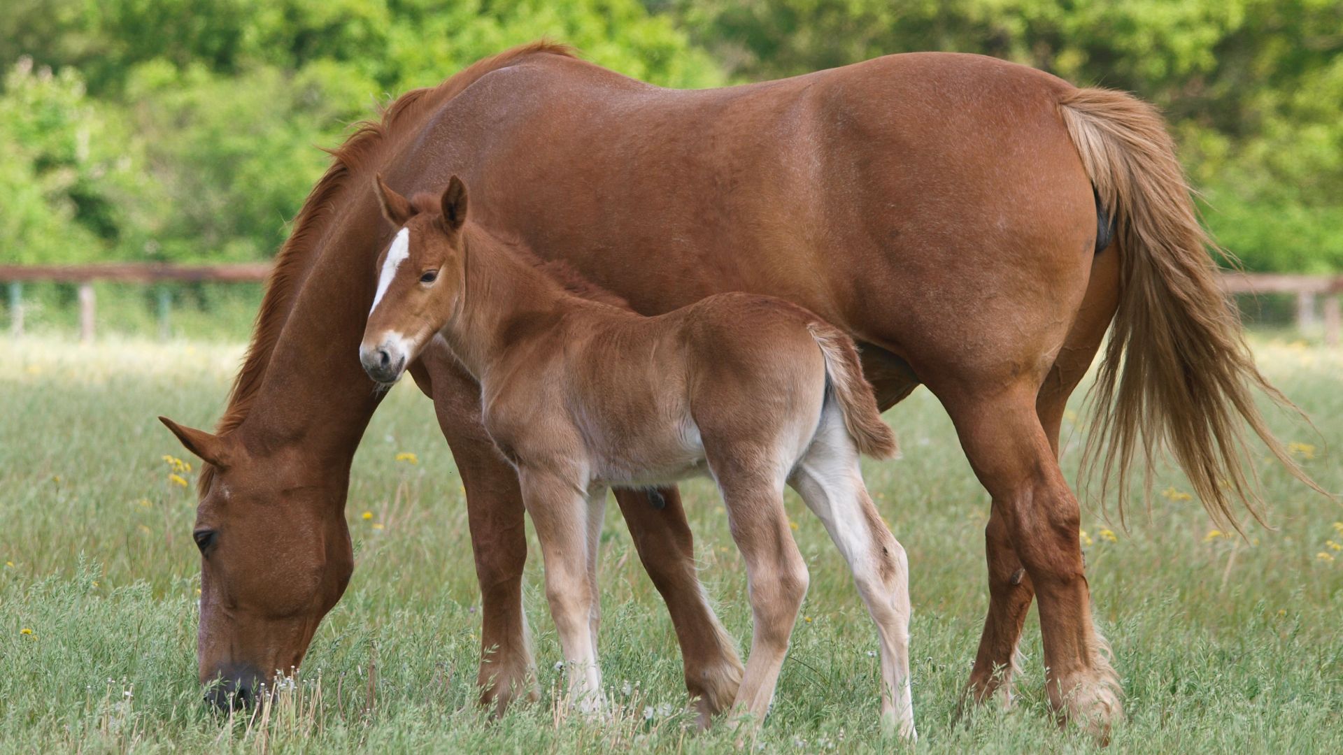 chestnut suffolk horse mare grazing with her foal