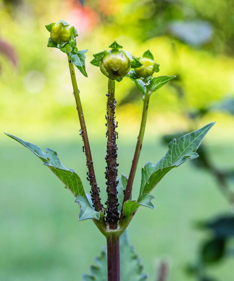 Why are my dahlias not blooming? 6 problems and solutions Gardeningetc