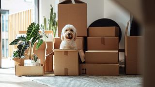 White dog in cardboard boxes