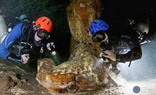 GAM divers examine the fossilized mandible, or jaw bone, of a gonforterio inside the Sac Actun system.