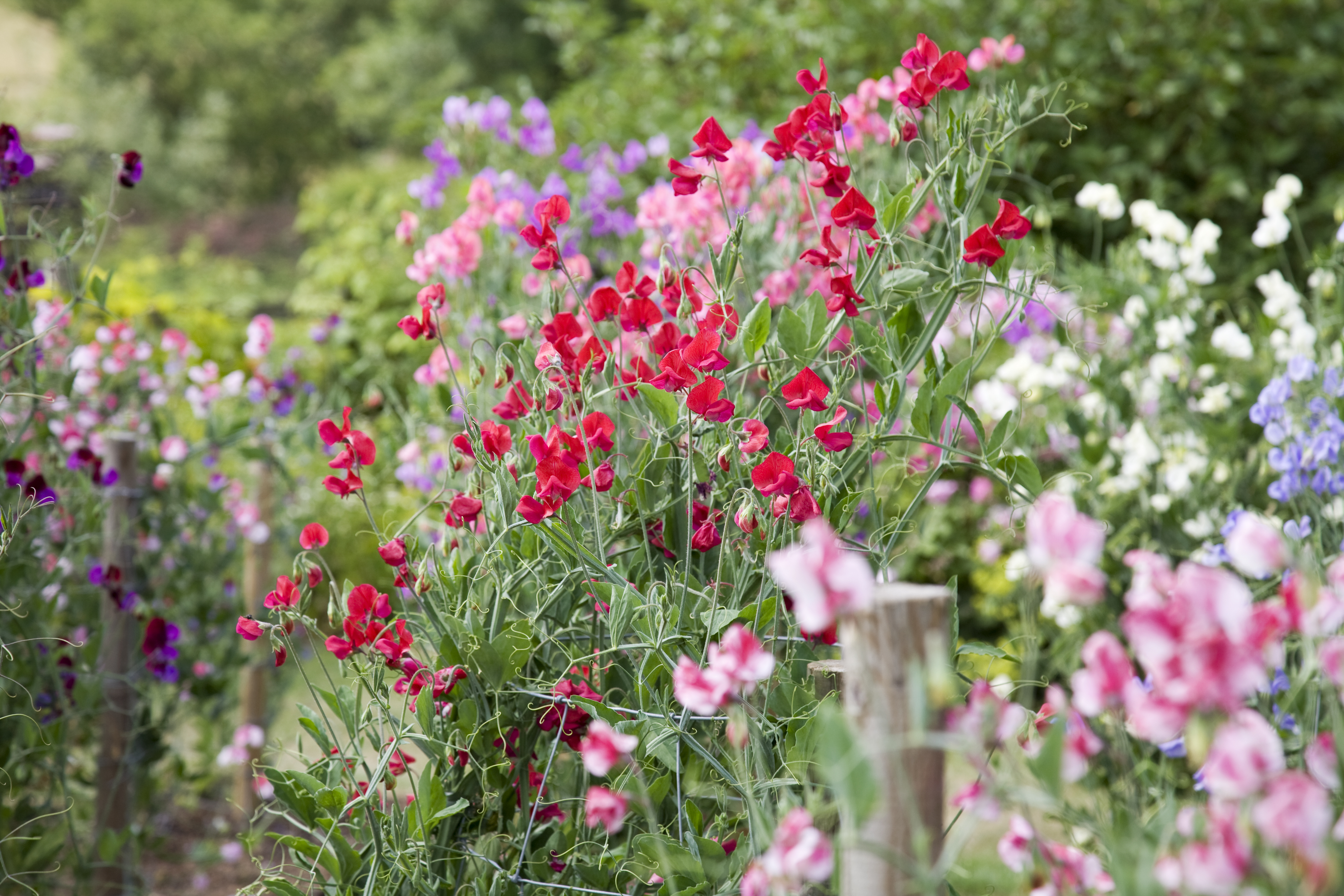 A row of colorful sweet peas