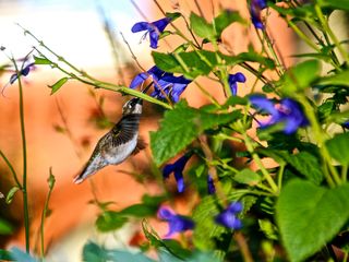 Hummingbird sucking nectar