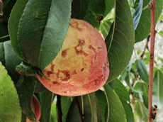 Peach Covered In Brown Spots