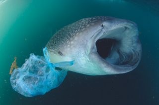 Pollution is a threat to marine life. As filter feeders, whale sharks are prone to gobble up plastic during their feeding sweeps.