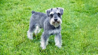 grey (salt and pepper) miniature schnauzer stood on a lawn